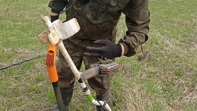 ящерица
