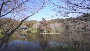京都 苔寺と侘び寂びの庭園15選|15 Moss and Wabi -Sabi Gardens in Kyoto