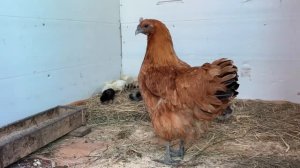 Цыплятам 11 и 26 сутки🐥кто мальчик кто девочка🤔🤷🏼_♀️🤷🏼_♀️⁉️мешанка для кур_ 22 апреля 2025 год