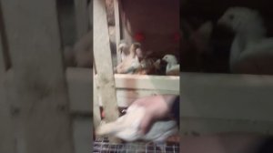 Цыплята разных пород.