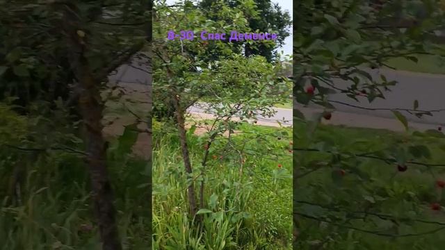 утро#спас деменск#погода#роза#ирга#предок#черноплодка смотреть онлайн