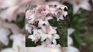 АлоэВера  - Хочется тебя касаться (speed up)