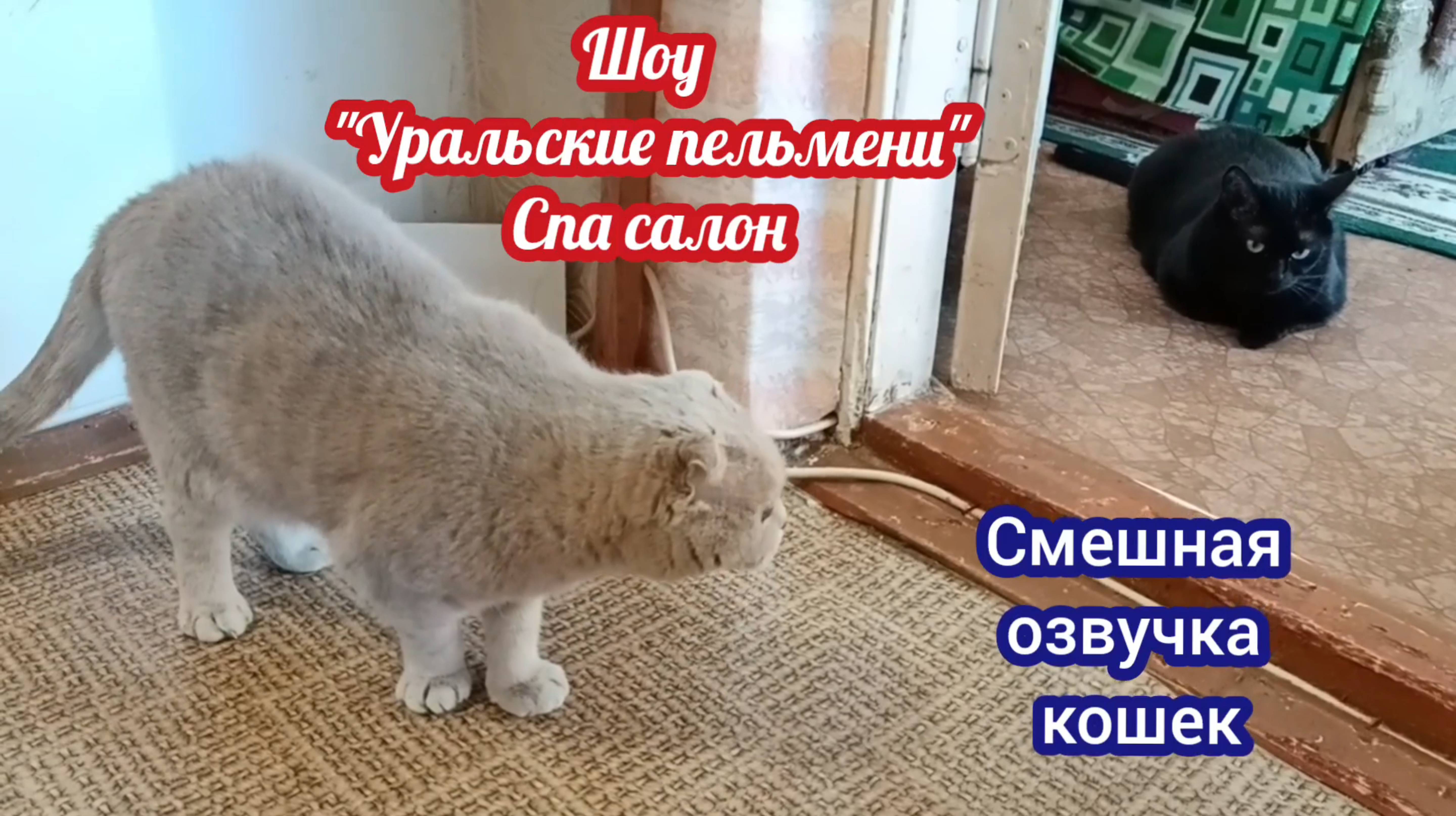 СМЕШНАЯ ОЗВУЧКА КОШЕК. (Шоу "Уральские пельмени" Спа- салон)