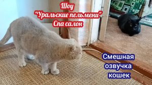 СМЕШНАЯ ОЗВУЧКА КОШЕК. (Шоу "Уральские пельмени" Спа- салон)