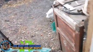 Рублю петухов. Выпасаю коз. Управляюсь.