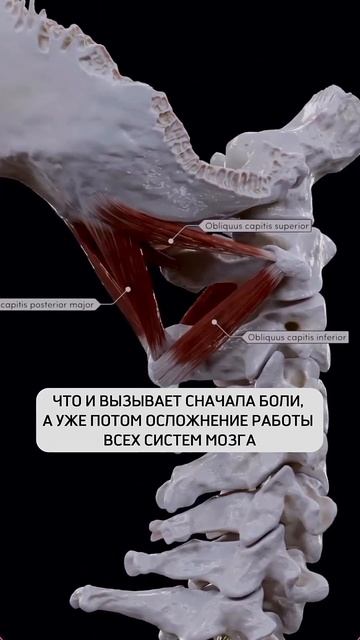 Шея — опора головы и свобода движений. #массаж #здоров? смотреть онлайн