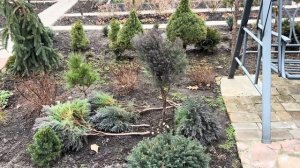 ТУЯ “TEDDY” В СТРИЖКЕ: ДАЕМ ЕЩЁ ОДИН ШАНС! РАЗМЕРЫ НЕ СОО