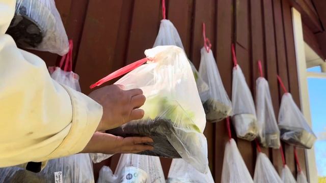 19.04.25. Проверяем черенки Гортензии в пакетах и темпера смотреть онлайн