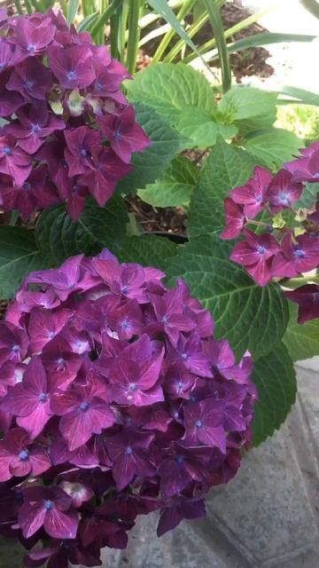 Гортензия крупнолистная Music Collection Deep Purple Dance. смотреть онлайн