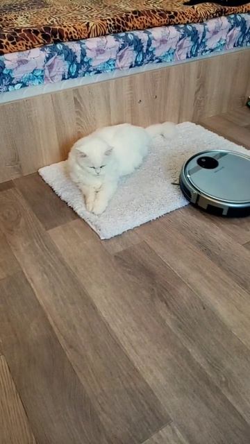 Робот пылесос зажал хвост кота Мартина. смотреть онлайн