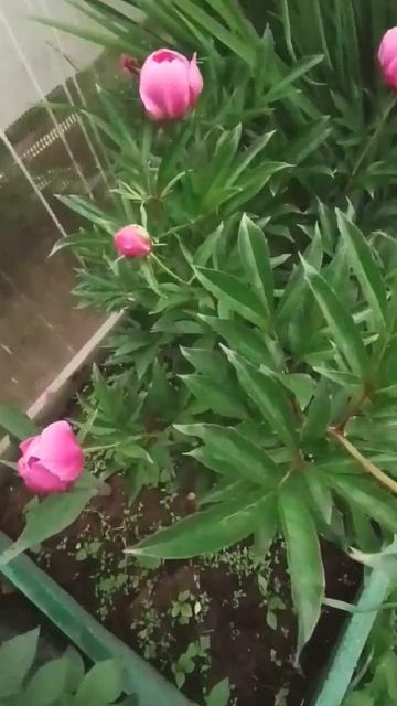 Муравьи НЕ приносят вред пионам 💕 #пионы #садоводство смотреть онлайн