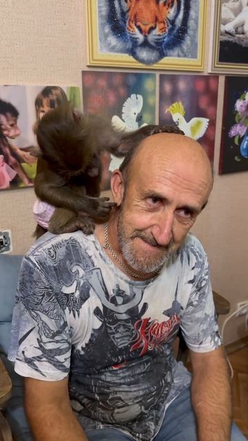 У Любимых гамадрилят теперь есть канал на Бусти! смотреть онлайн