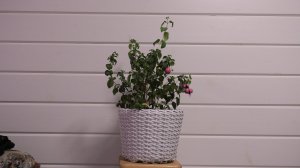 Плетение кашпо для садовых растений из искусственного ротанга