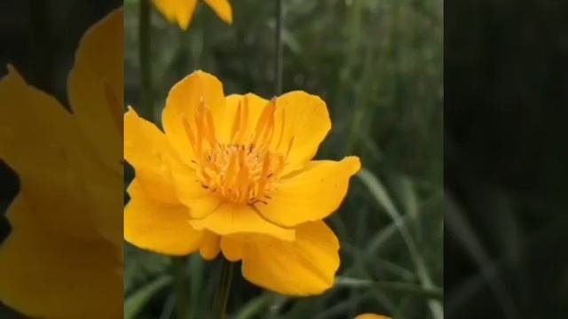 Жарки. Дикорастущие цветы в моей усадьбе.