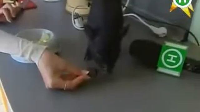 Гламурная квартирная свинья смотреть онлайн