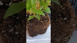 Зимовка саженцев метельчатых гортензий весеннего чер