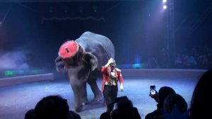 Circus. Elephants. Цирк. Слоны.