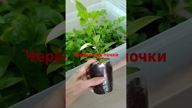 Черенки из почки гортензии метельчатой смотреть онлайн