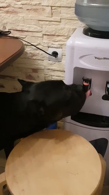 Кане-корсо пьет из кулера!)) смотреть онлайн