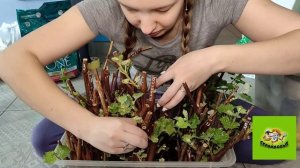 БЫСТРО УКОРЕНЯЮ ВИНОГРАД В КОКОСОВОМ СУБСТРАТЕ.