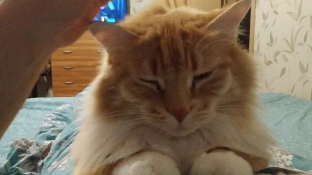 Где у Кузи любимое место, у меня у Кузьмы есть свой раб. смотреть онлайн