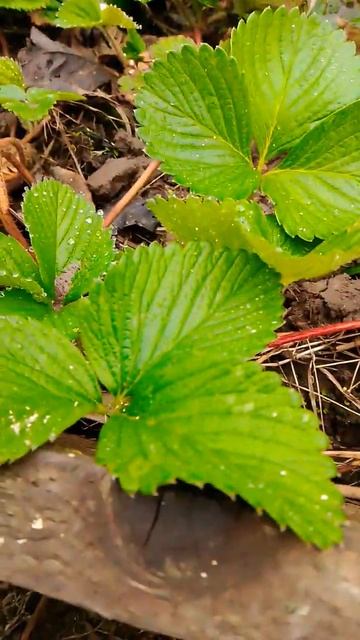 Как перезимовала моя клубника 🍓 # рассада # клубника # смотреть онлайн