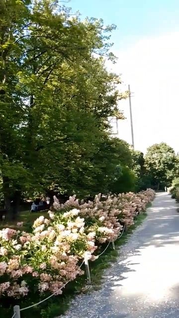 Променад с гортензиями, 28.8.23 смотреть онлайн