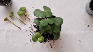 PEPEROMIA HOPE/PROPAGATING AND REPOTTING IN SCOTLAND/ПЕПЕРОМИЯ НАДЕЖДА/РАЗМНО