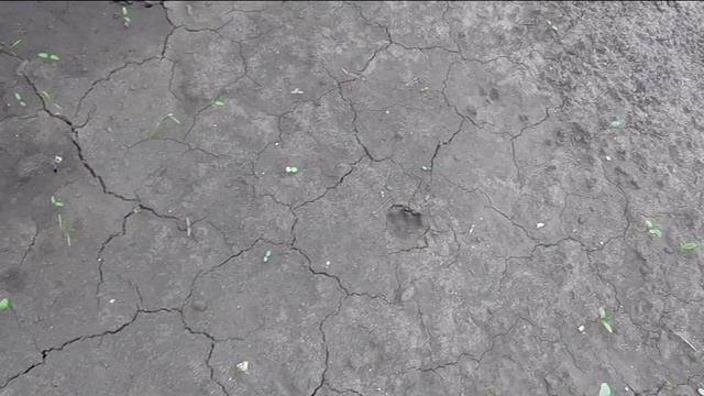Взошла рассада капусты