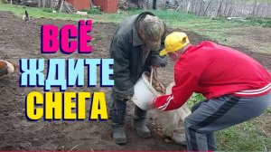 У ДЕДА МАТВЕЯ СНОВА БЕДА . М.С.Н ПОСАДИЛА 2 ВЕДЁРКА КАРТОШКИ  -ОБАЛДЕТЬ