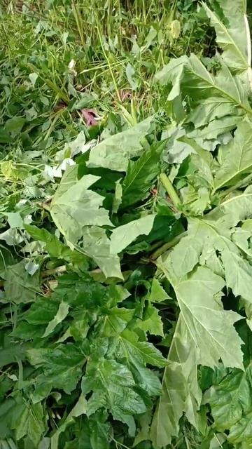 Уберем борщевик смотреть онлайн