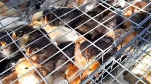 Отправляемся на один из рынков Тихорецка для обзора цен на рассаду и молодняка птицы.