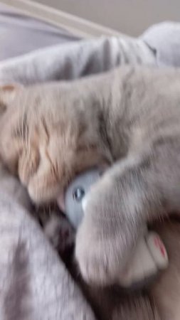 Бетти мило лежит 🥰🥰🥰