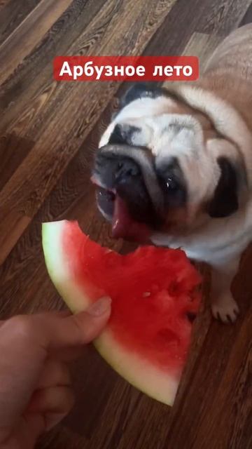 Мопс поедает арбуз 💙#собака #шифа #собаки #мопсы #pug #мо смотреть онлайн