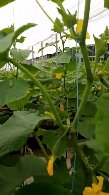 огурцы в теплице. смотреть онлайн