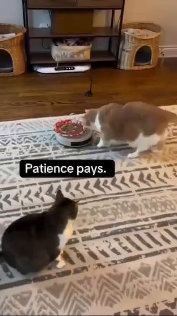 Способ похудения новый для 🐱🐈 кота поставить еду на смотреть онлайн