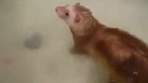 "Хорьки купаются" Приколы