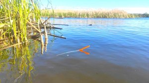 САЗАН УТАЩИЛ... КРУПНЫЙ КАРАСЬ выкладывает поплавок!!!! Рыбалка весной на удочку