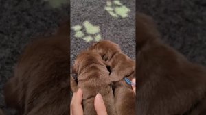 Про маленьких собачек #стихи #Лабрадор #Щенки