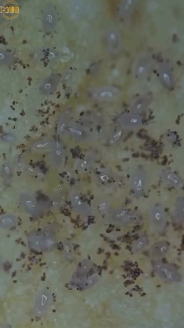 Надо было есть мало чипсов принглс смотреть онлайн