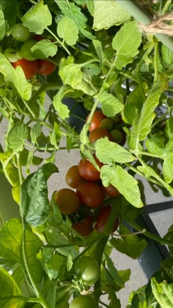 Отличный сорт томатов для выращивания в квартире🍅