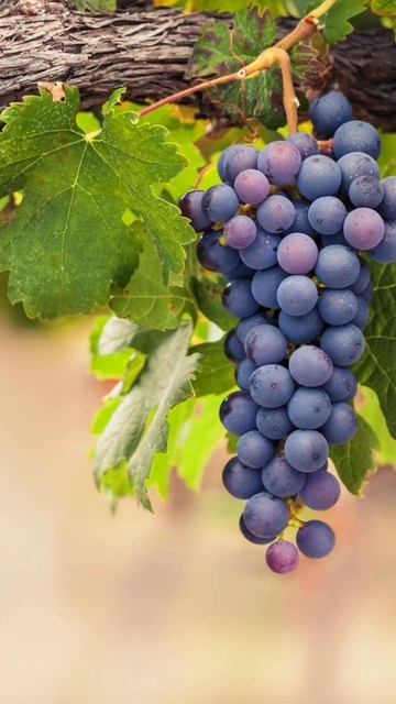 Знаки зодиака. Весы. #астрология #знакизодиака #гороск? смотреть онлайн