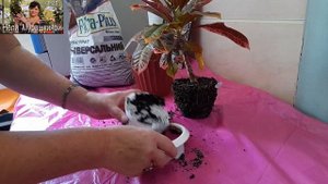 Пересадка кротона после адаптации