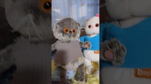 вечерний влог