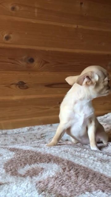 Девочка чихуахуа в продаже,Маленький размер взрослой смотреть онлайн