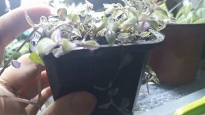 КАЛлИЗИЯ / Розовая пантера сложно зимой быть красивой