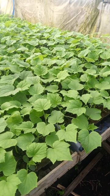 🥒Рассада огурцов перед высадкой в теплицу смотреть онлайн