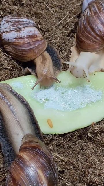 Ахатины едят дыньку #snailshouse #моипитомцы #food #вкусняха #sn смотреть онлайн