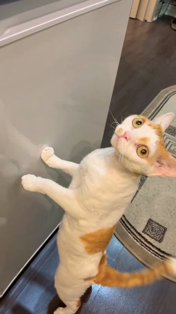 Нет ! Добби не просит кушать 😉любимый мяч закатил под смотреть онлайн