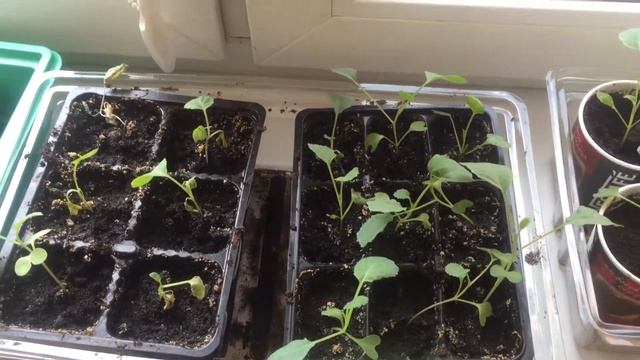 пикировка рассады смотреть онлайн